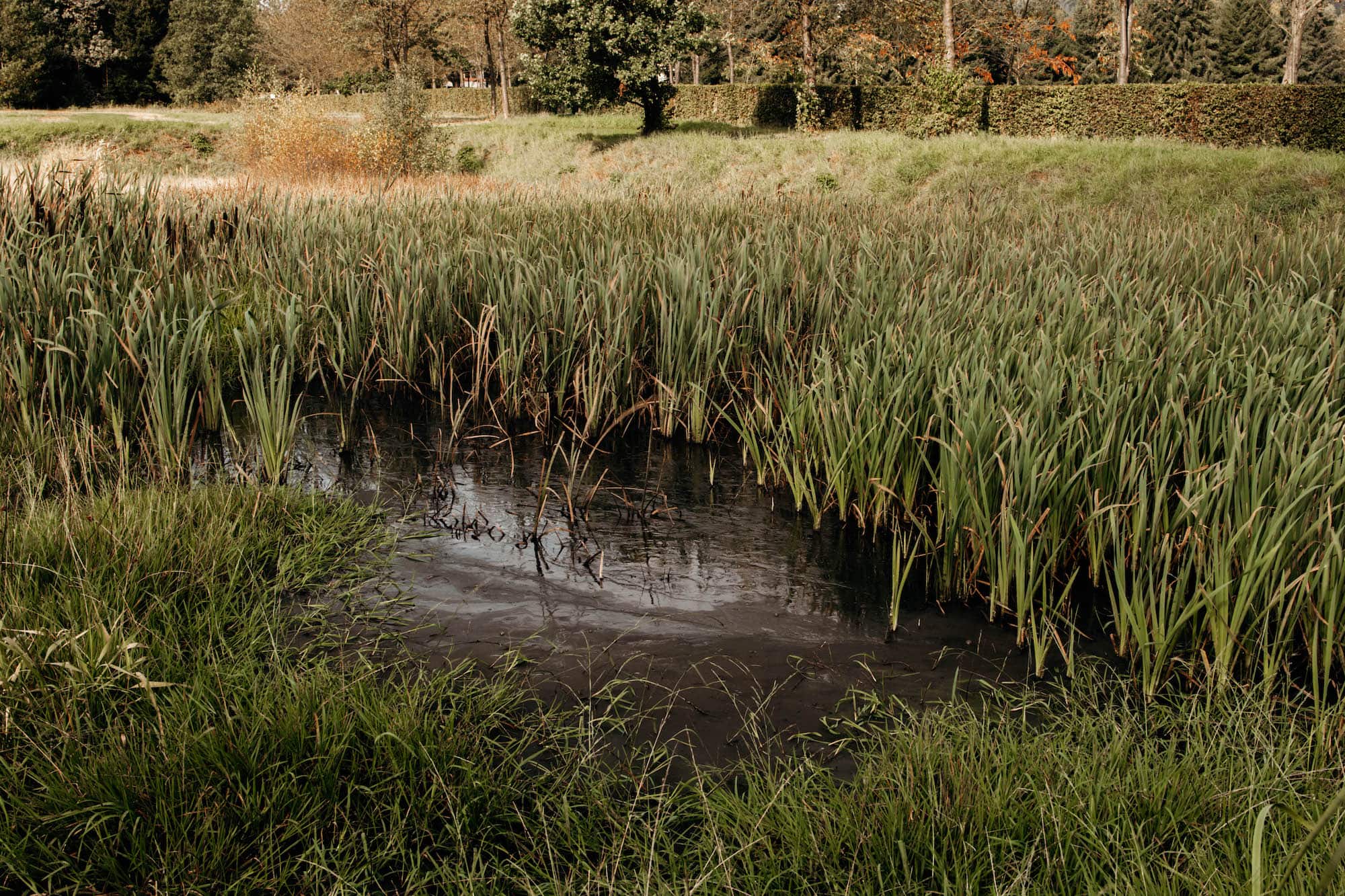 teutoburger wald moorteich