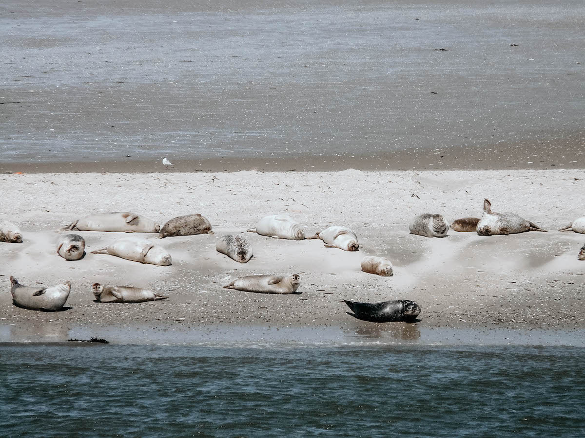 baltrum seehunde