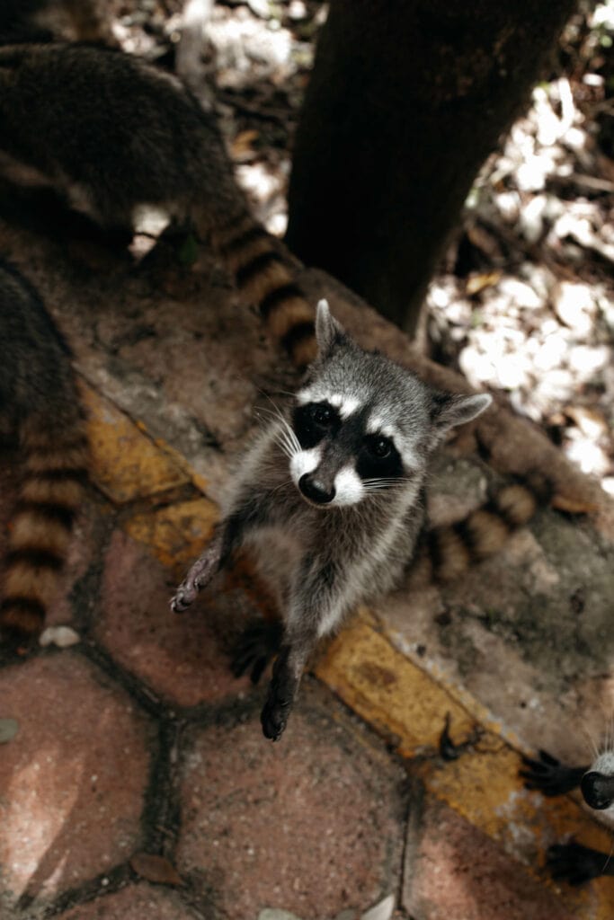 celestun waschbär