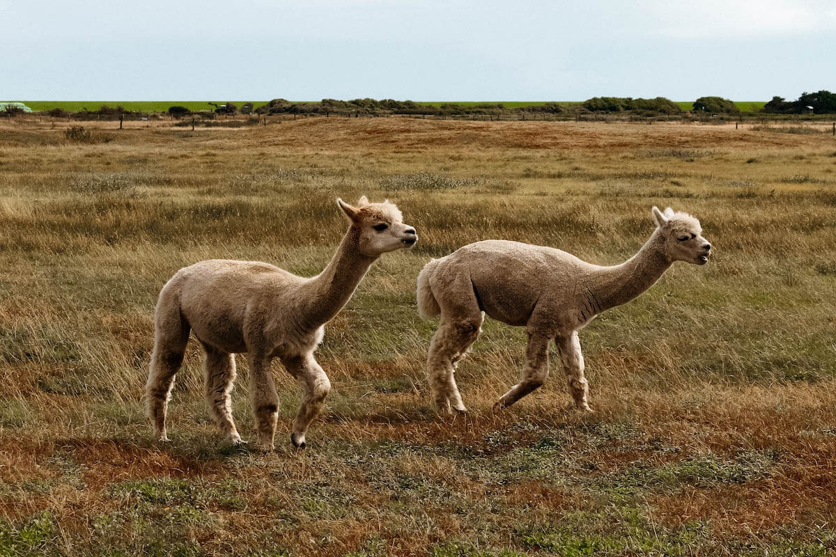 langeoog alpakas