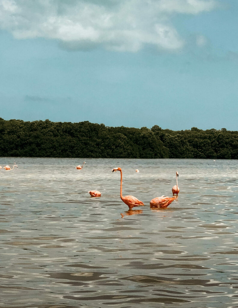 merida ausflug flamingos