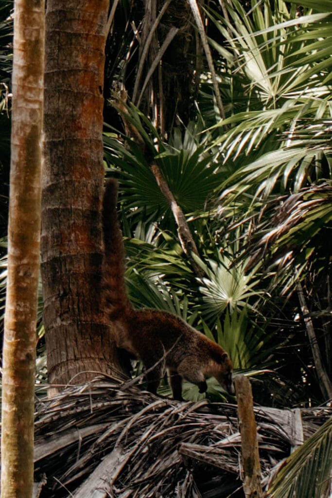 punta allen nasenbär