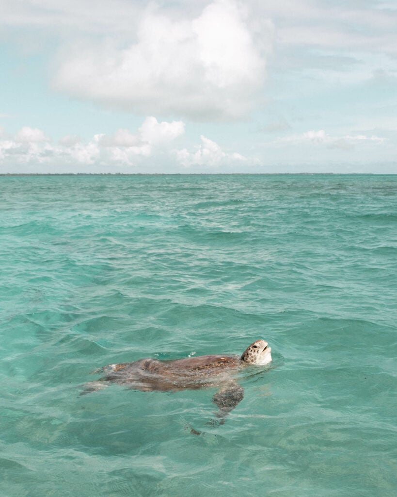 punta allen schildkröte