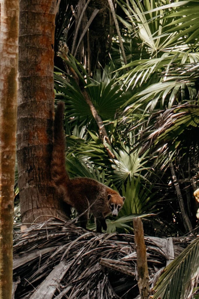 punta allen wildtiere