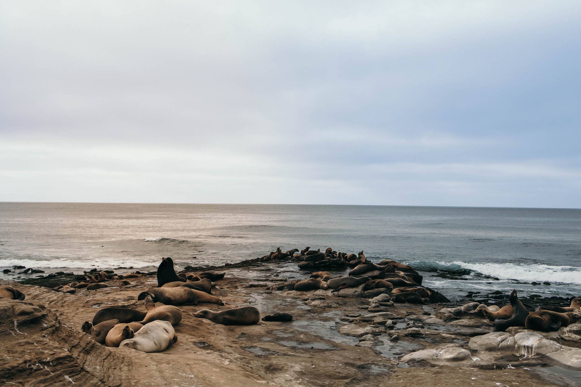 la jolla seelöwen