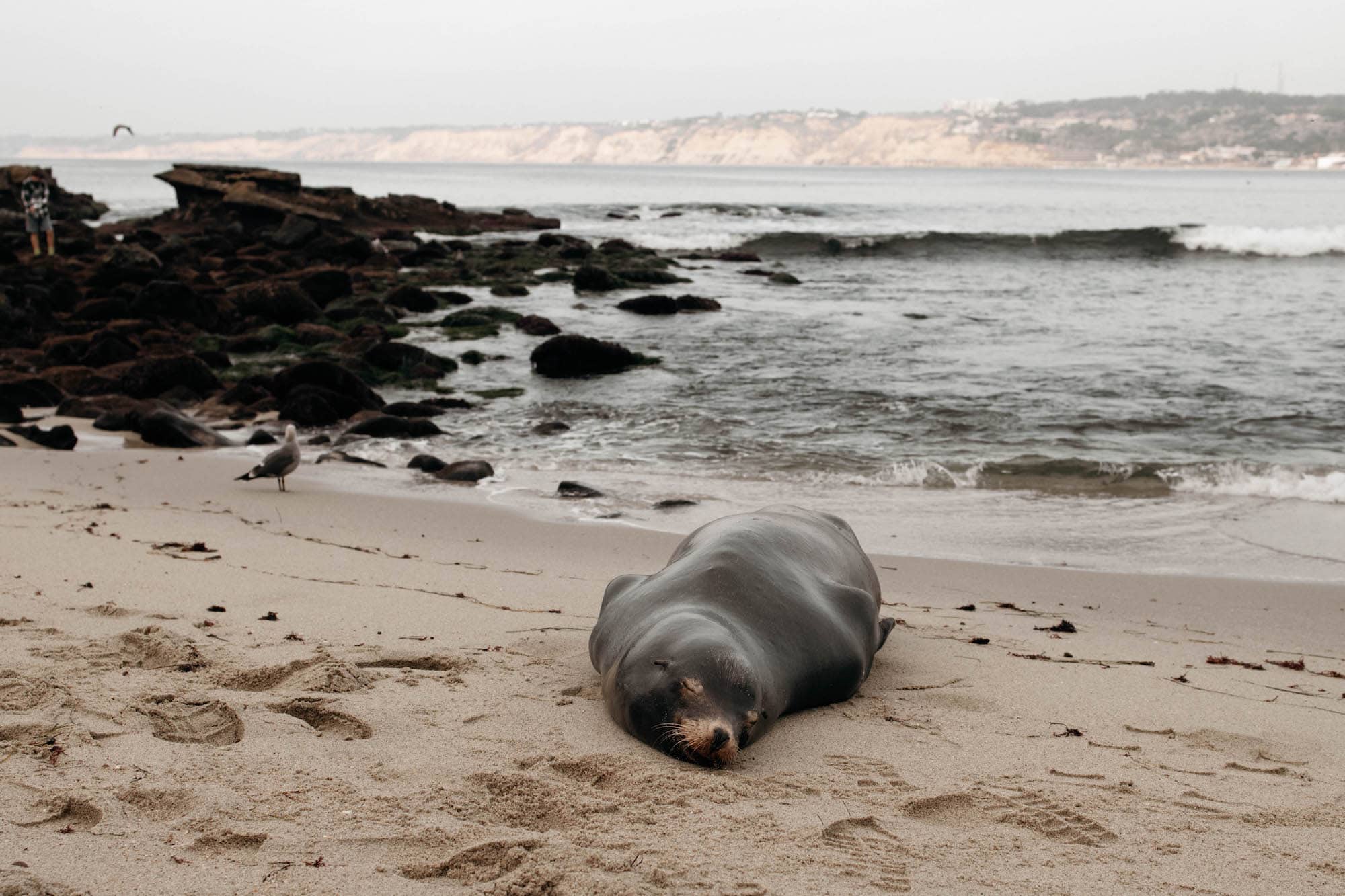 san diego la jolla