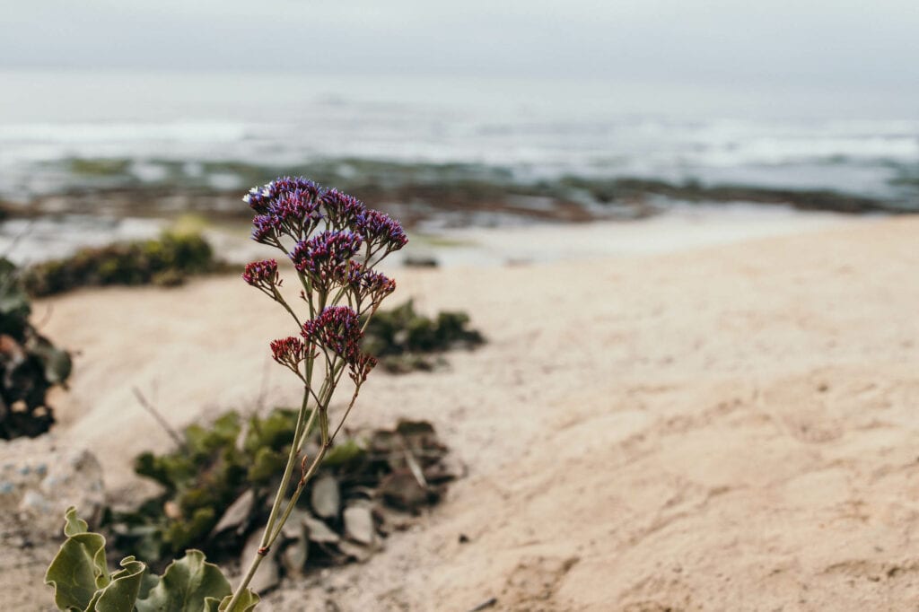 la jolla naturpark