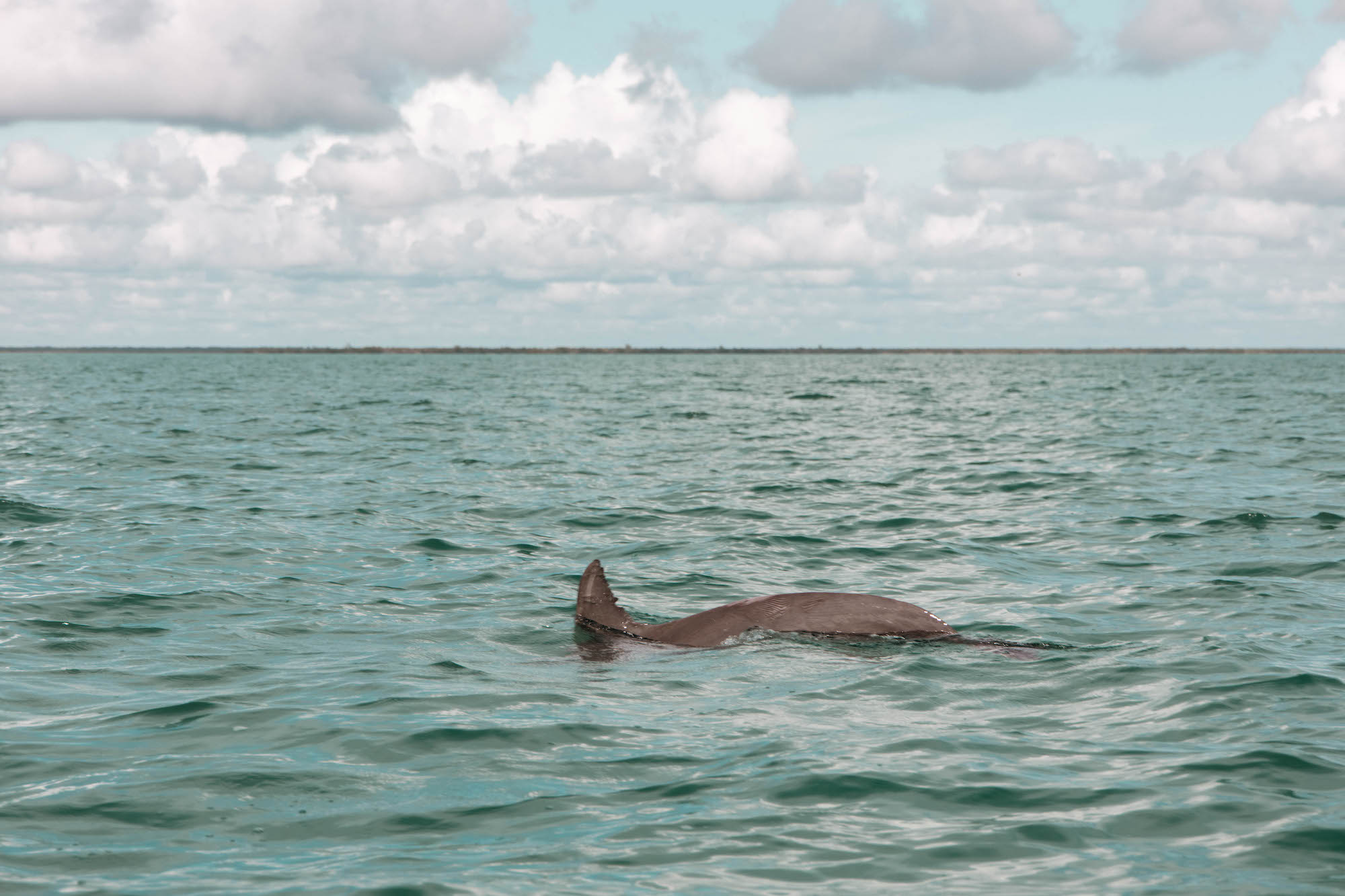 punta allen delfine