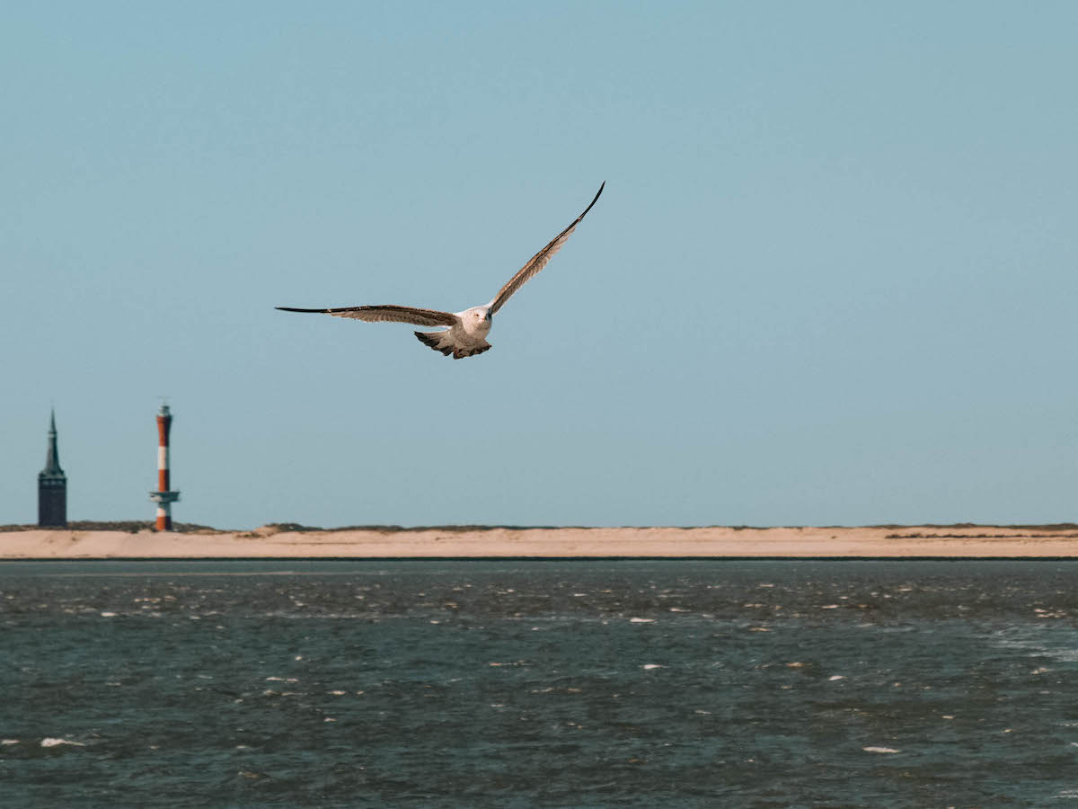 möwe ostfriesland